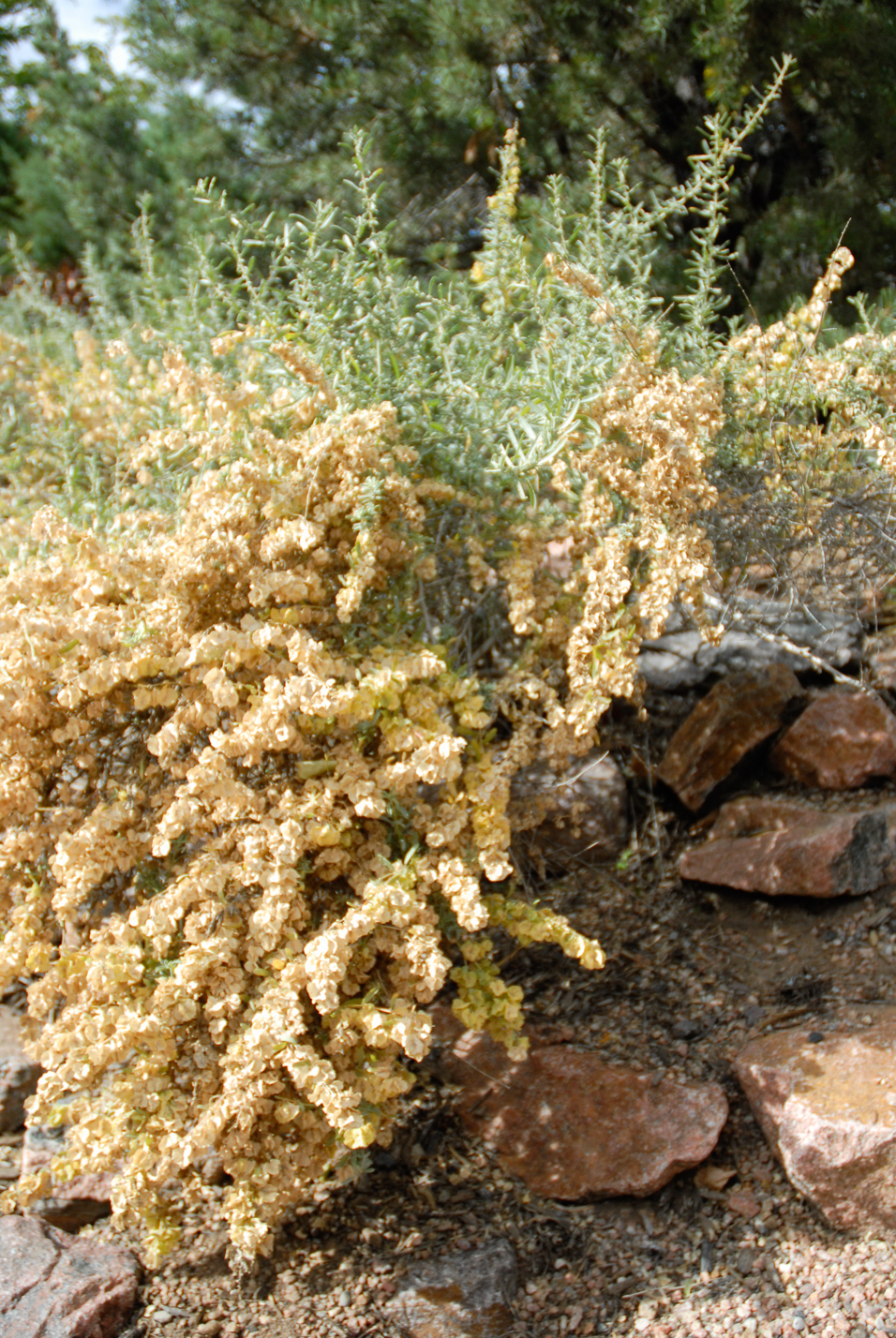 Saltbush